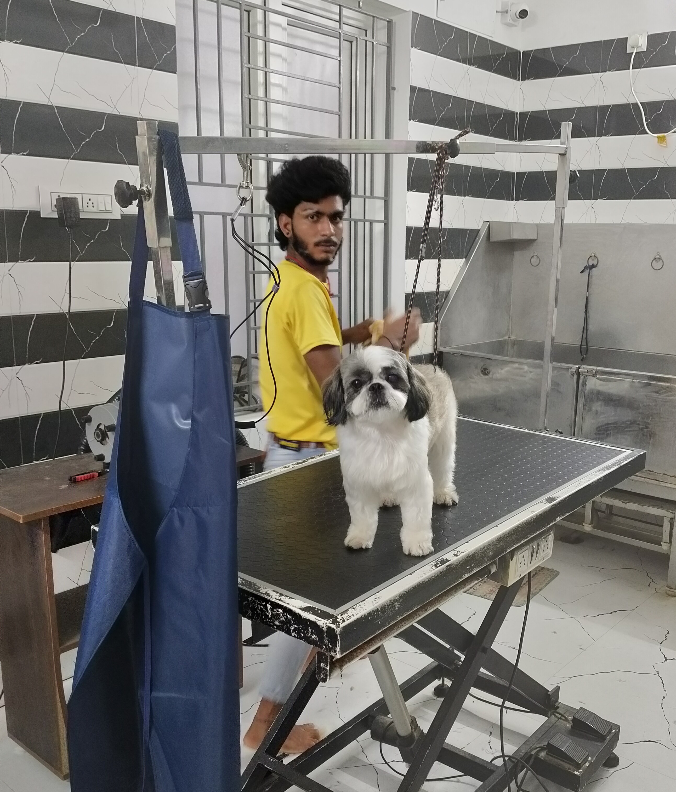 Dog