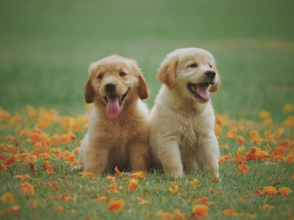 Puppy portrait