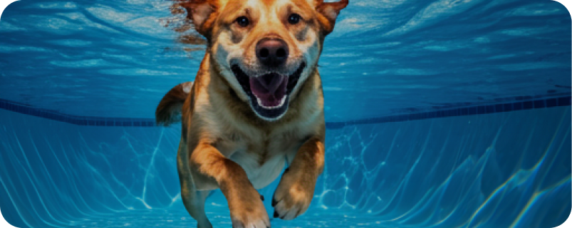 Dog swimming underwater